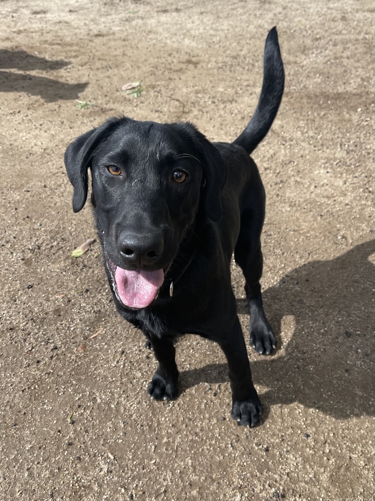 Black lab hot sale 5 months